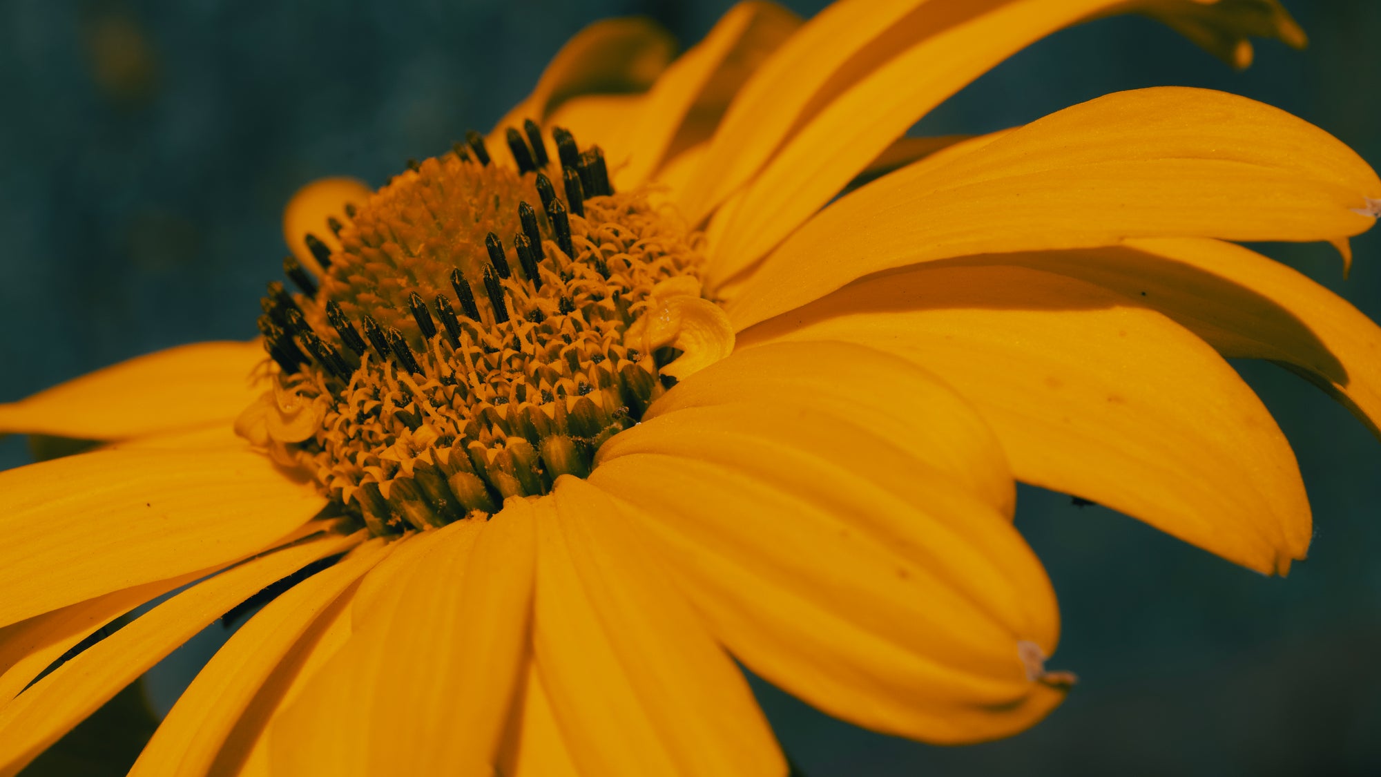 4 Easy Ways You Can Use Arnica to Improve Your Wellbeing